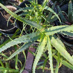 Aloe Vera Plant In A Pot Decorative 
