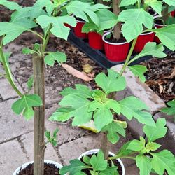 2x Mexican Sunflower a year round flower