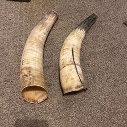 Large Bull Horns 