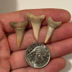 Fossilized Mako Shark Teeth