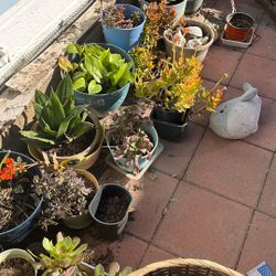 Plants For Sale 5$ Each Or Best Offer