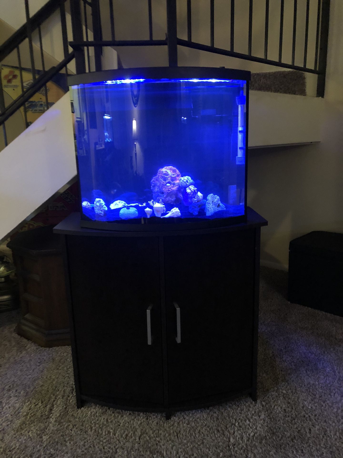 25 Gallon In Perfect Condition Curved Fish Tank