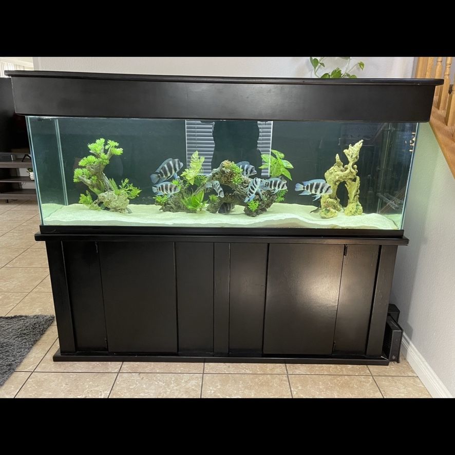 150 Gallon Fish Tank Frontosa Colony 