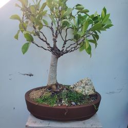 Bonsai Plants