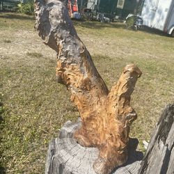 Cypress Knee, 19”