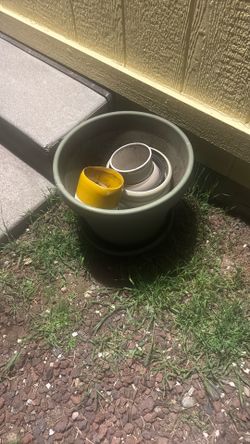 Plants Pot