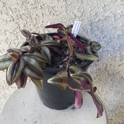 1.5 Gallon Pot Succulent Plant- Tradescantia Zebrina Evanesce - Wandering Dude - Live Succulent - Rooted & Established - Drought Resistant - 🪴