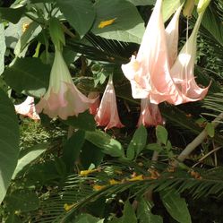 Planta De Trompeta De Ángel O Florifundio Está Muy Grande En Bote De Quince Galones 