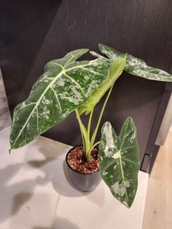 4.7"Alocasia Frydek Live Plant in Pot
