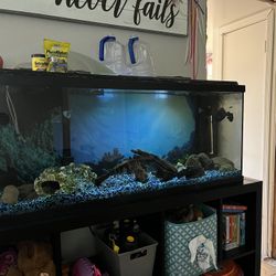 55 Gallon Fish Tank