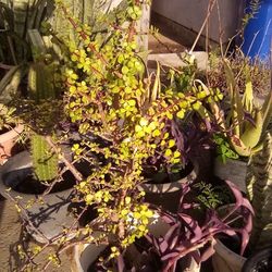 Succulent Plant In A Por $9