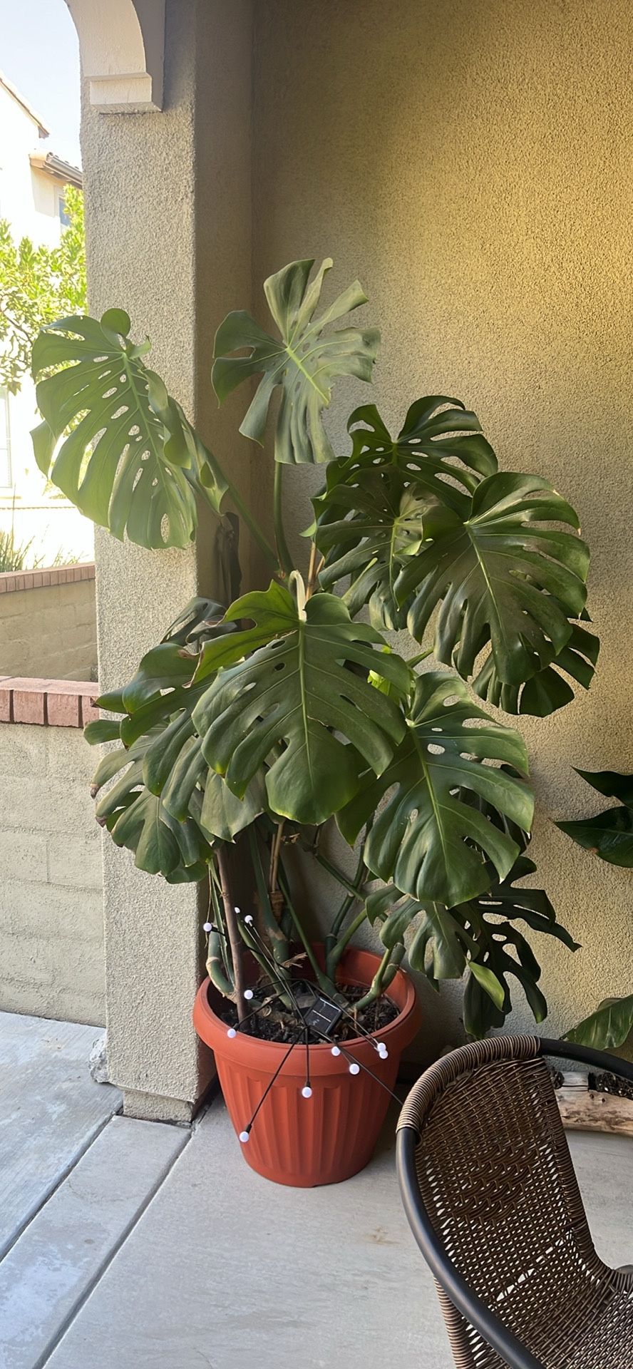Two Large Plants