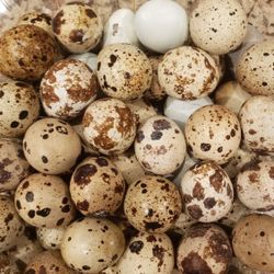 Quail Eggs (organic) Very Healthy Bery High With B12