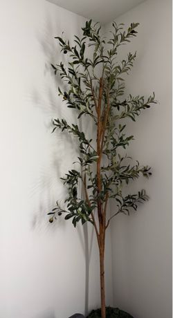 Decorative 6 Ft Olive Tree