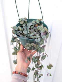 Ceropegia Woodii Strings of Hearts Plant 6" Pot - Indoor House Plants