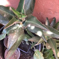 Calanchoe