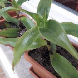 Callisia Fragrans Plant Wondering Jew Cutting - Callisia Fragrans Cuts