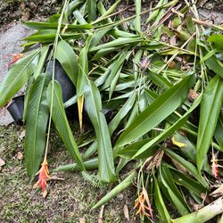Pulling Every Thing Up! Bromeliads, Variegated Liriope, Heloconia, And More! 