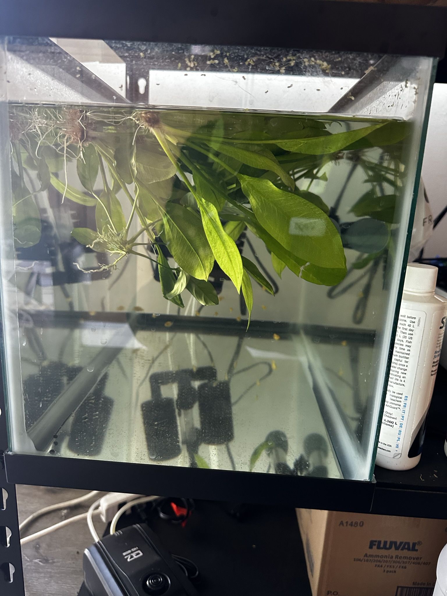 Fishtank For Plecos