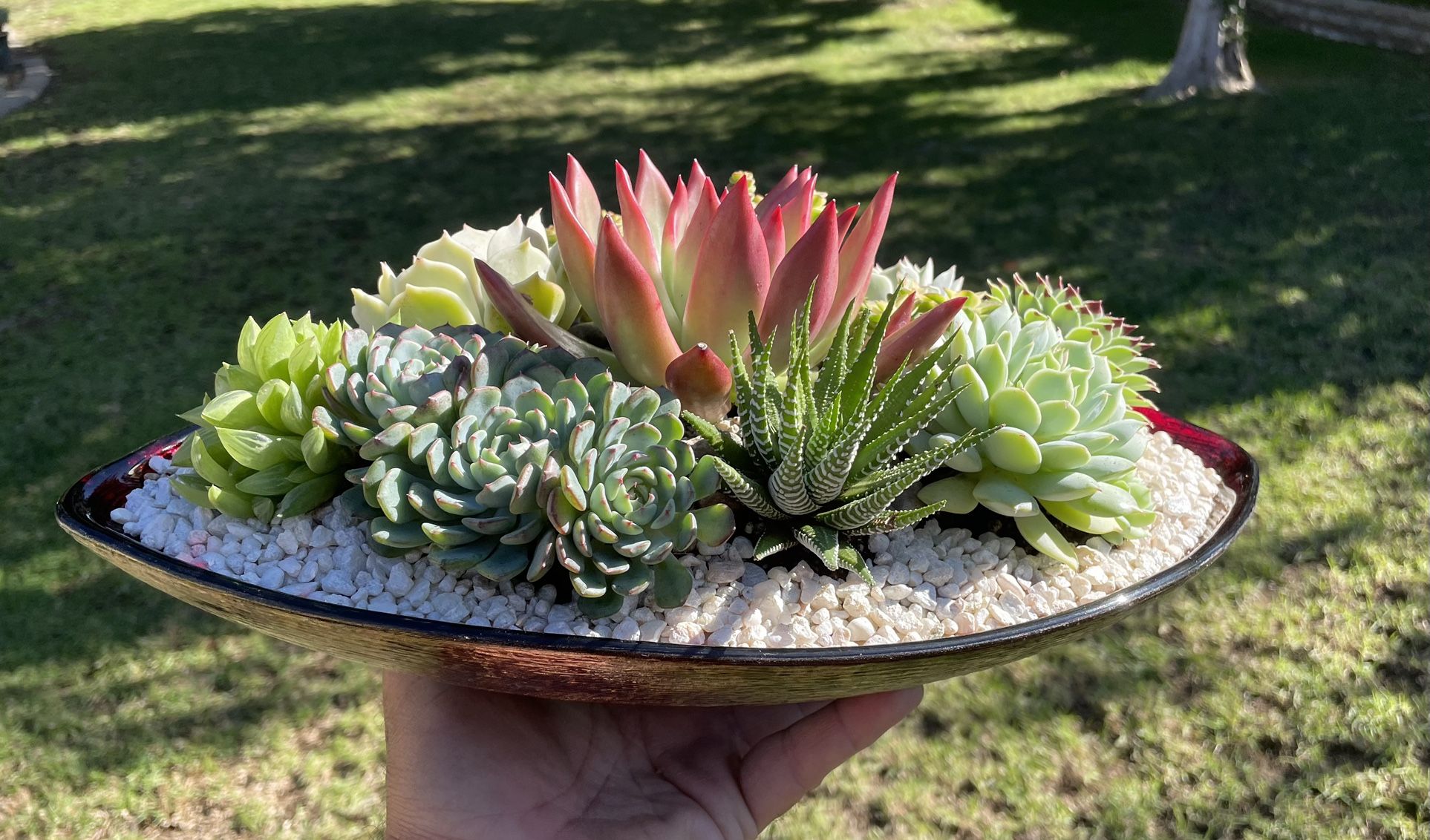 Succulent gift Ideas.  In Covina 