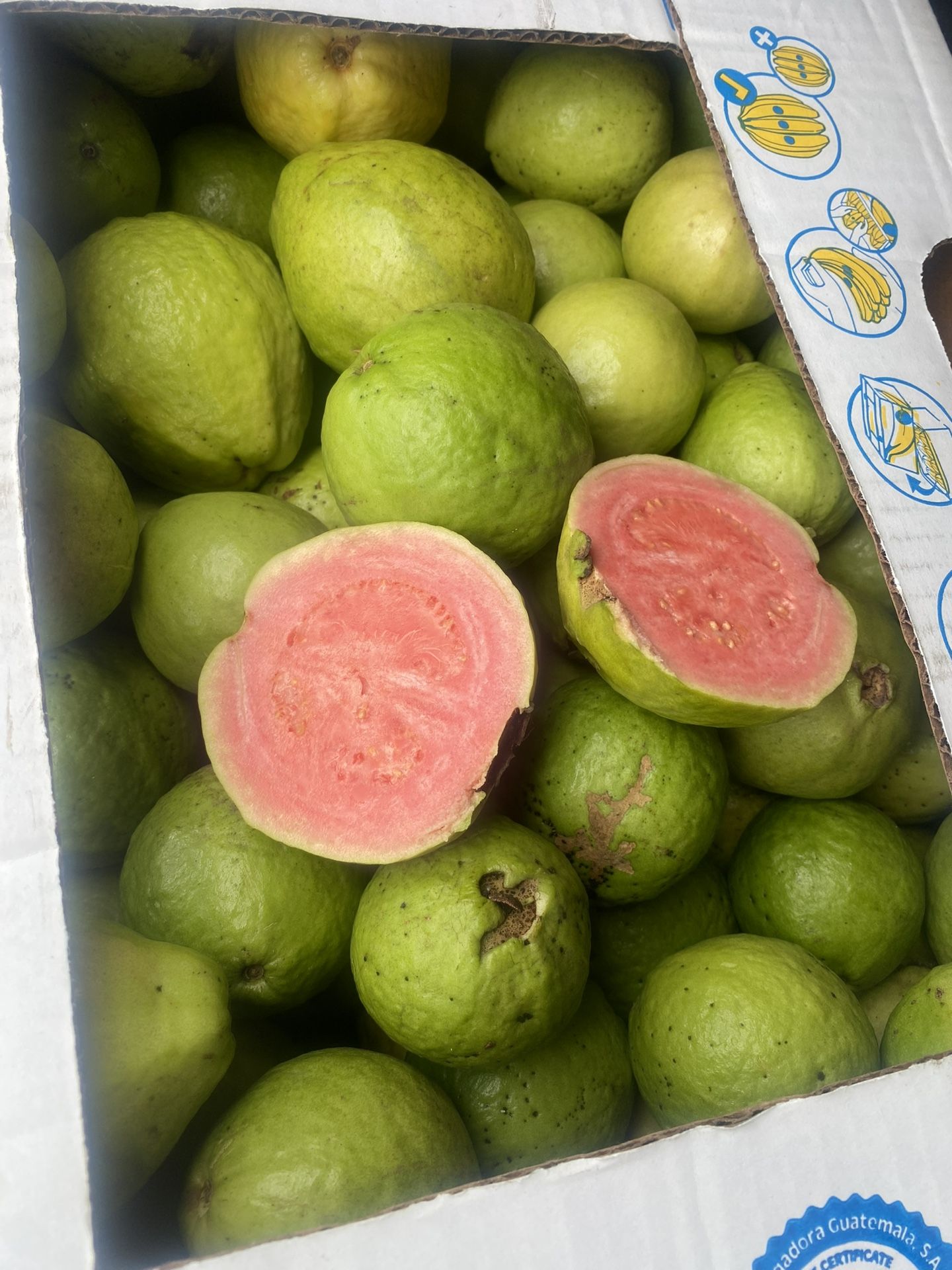 Guayabas Rojas, Red Guavas