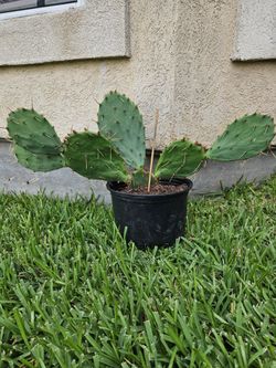 CACTUS
