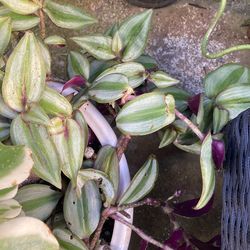Wandering dude tradescantia-plants only