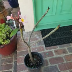 Potted Plumeria-Blooming (6/15/26)