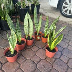 Snake Plant 5$ Each