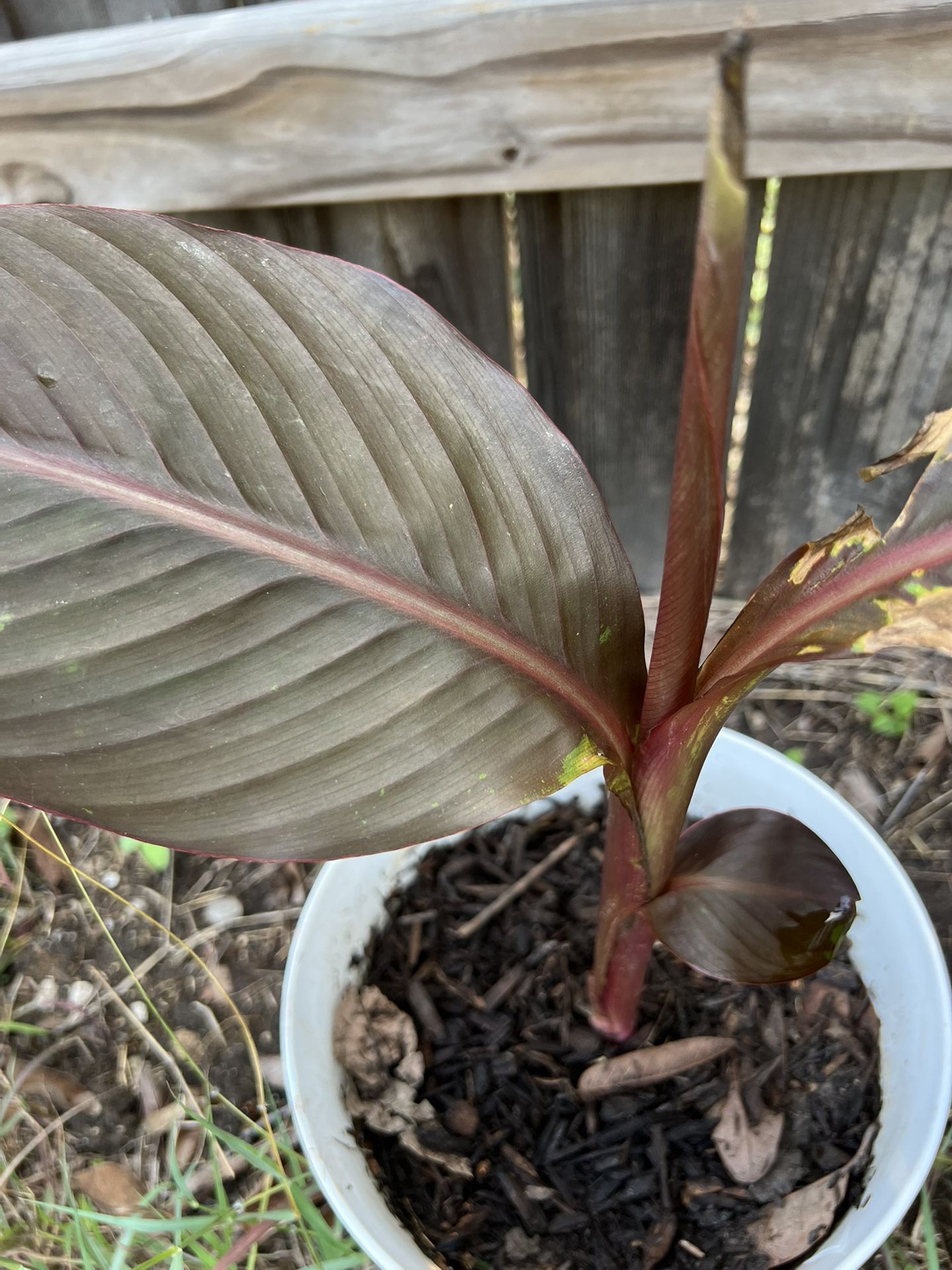 Red Canna Lily