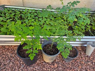 Live Moringa Seedlings in Nursery Pots ($30 each)