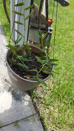 Plants, Plants for Sale, Shipped Bar Rooted