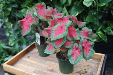 Caladium ❤️