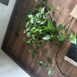 Plant Great Condition