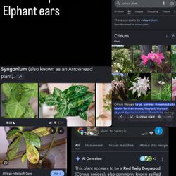 Plants 