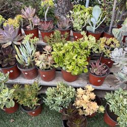 Variety Of Succulents Plants 