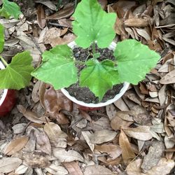 Snack Gourd Plant 