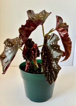 Rare “Cracklin Rose” begonia 6” pot b