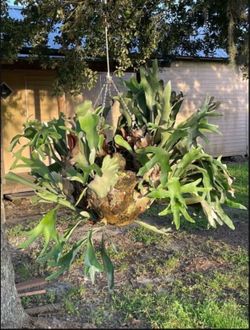 Stag horn fern