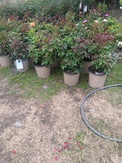 Rosas Y Mas