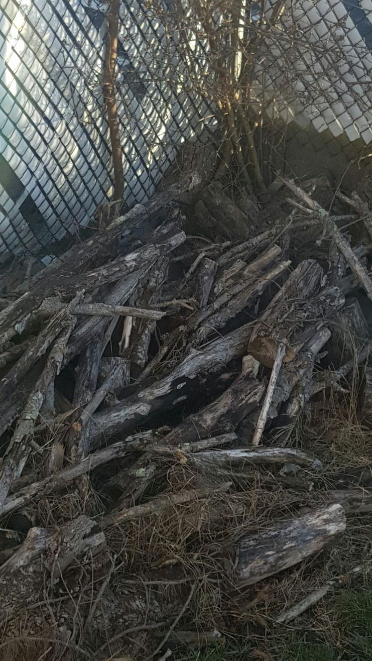 Free wood to burn