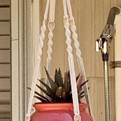 Hanging Plant