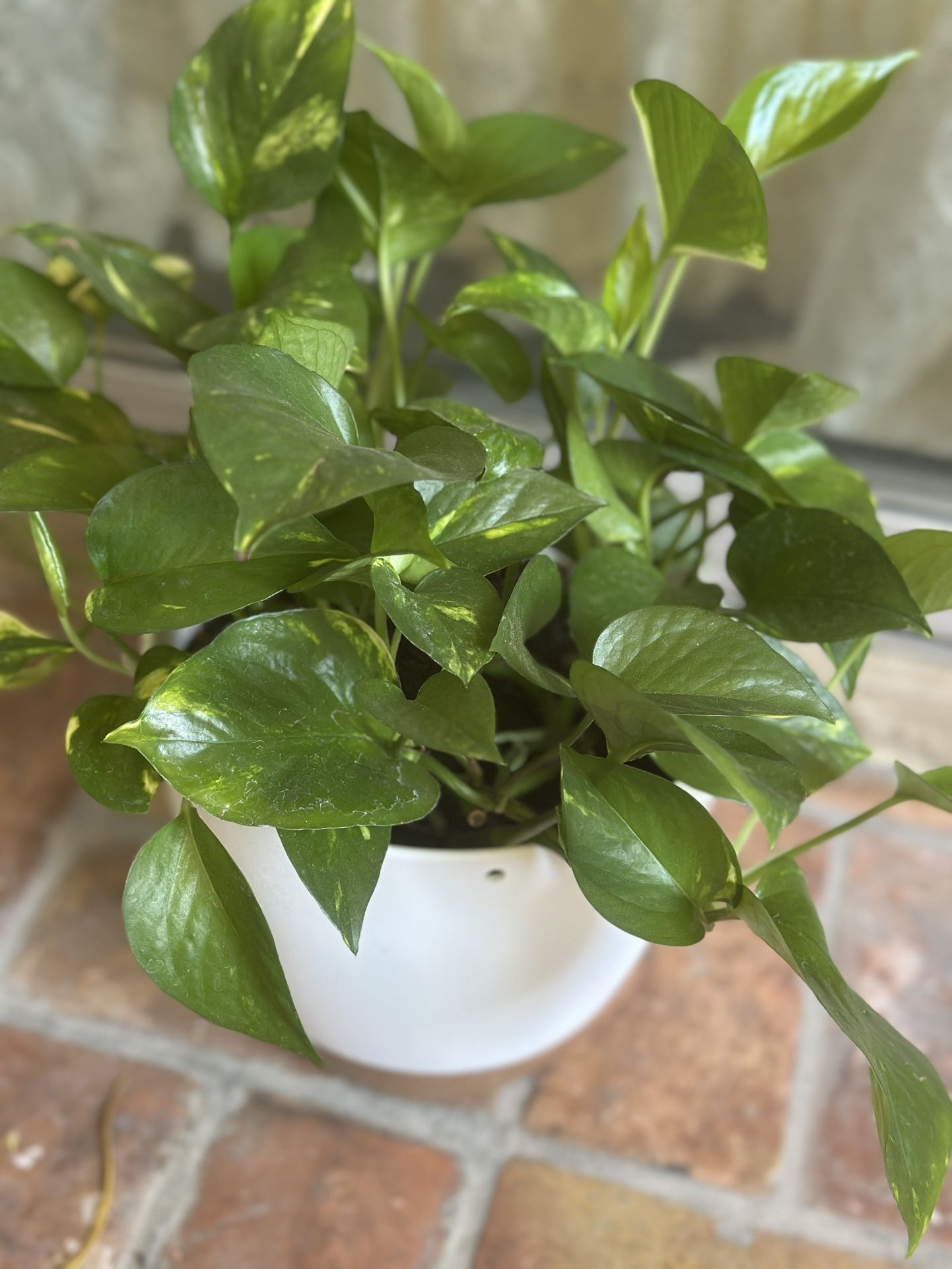 Live Golden Pothos