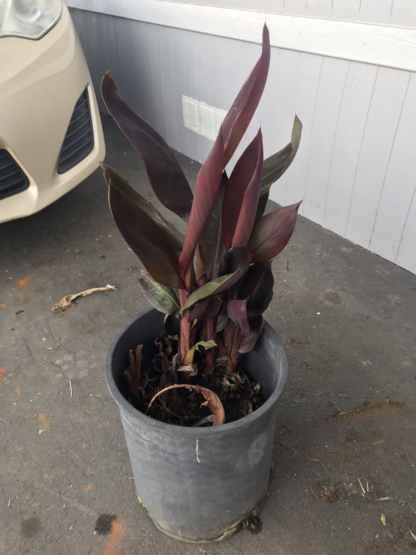 Canna Lily plant