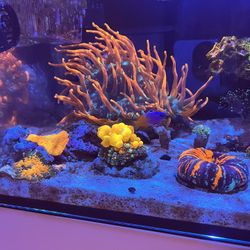 Sang Lee Colorado Sunburst 