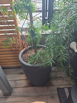 Large cement pots (5 total) 22.5 in tall 20 in wide