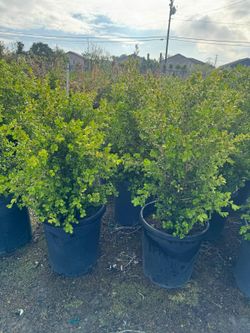 Japonese Boxwood 15gallon