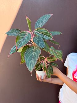 4” Aglaonema moonstone miles