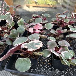 Strawberry Begonia /saxifrage X 16 (priced Per Pot)
