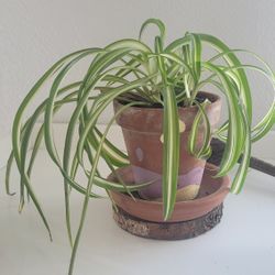 Variegated Spider Plant in 3" tera cotta pot and sauser.